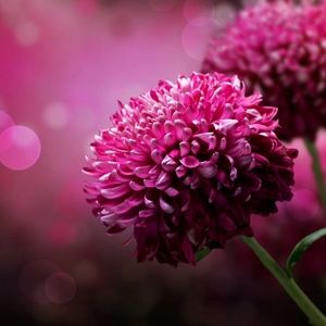 Meet your Posher, Crissie